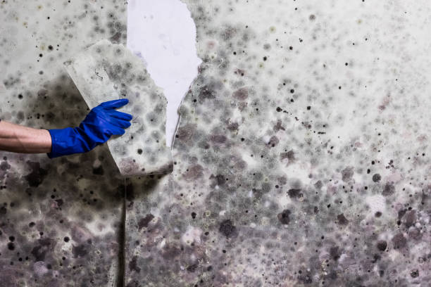 Best Local Mold Removal Service  in Truth Or Consequences, NM