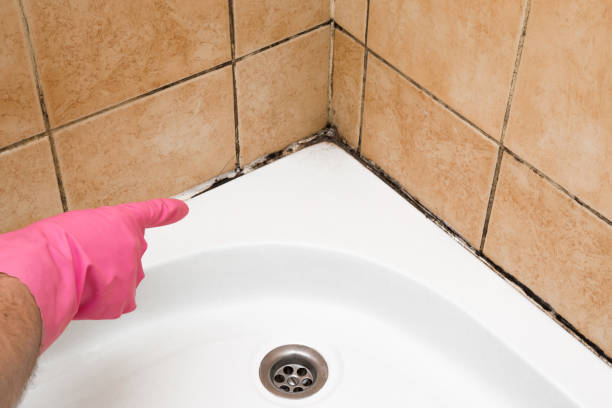 Crawl Space Mold Removal in Truth Or Consequences, NM